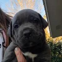 Cubby , a female Cane Corso for sale in Gulf Shores, AL – Photo 1 of 2