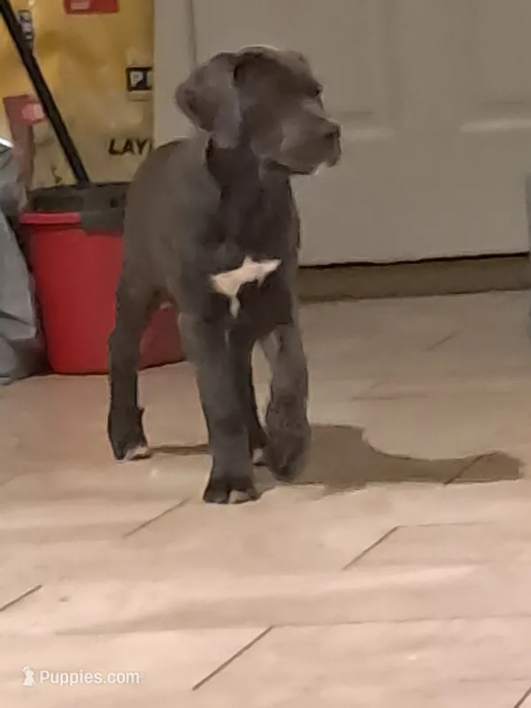 Cuddles – Cane Corso puppy for sale in Gulf Shores, AL