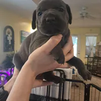 Cuddles, a female Cane Corso for sale in Gulf Shores, AL – Photo 1 of 3