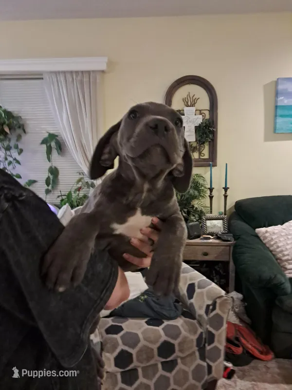 Cuddles – Cane Corso puppy for sale in Gulf Shores, AL