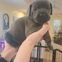 Cuddles, a female Cane Corso for sale in Gulf Shores, AL – Photo 3 of 3