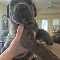 Mug, a male Cane Corso for sale in Gulf Shores, AL – Photo 1 of 3