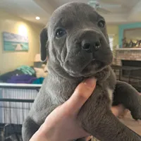 Mug, a male Cane Corso for sale in Gulf Shores, AL – Photo 2 of 3