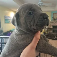 Mug, a male Cane Corso for sale in Gulf Shores, AL – Photo 3 of 3