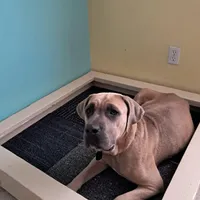 Blueberry, a male Cane Corso for sale in Gulf Shores, AL – Photo 2 of 4