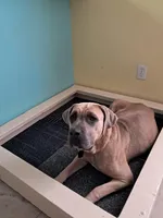 Blueberry, a male Cane Corso for sale in Gulf Shores, AL – Photo 2 of 4