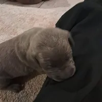 Blueberry, a male Cane Corso for sale in Gulf Shores, AL – Photo 1 of 4