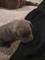 Blueberry, a male Cane Corso for sale in Gulf Shores, AL – Photo 1 of 4