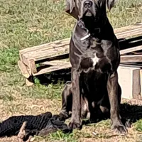 Blueberry, a male Cane Corso for sale in Gulf Shores, AL – Photo 3 of 4