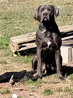 Blueberry, a male Cane Corso for sale in Gulf Shores, AL – Photo 3 of 4
