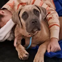 Blueberry, a male Cane Corso for sale in Gulf Shores, AL – Photo 4 of 4