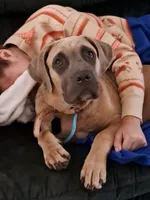 Blueberry, a male Cane Corso for sale in Gulf Shores, AL – Photo 4 of 4