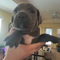 Cane, a male Cane Corso for sale in Gulf Shores, AL – Photo 1 of 2