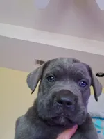 Candy, a female Cane Corso for sale in Gulf Shores, AL – Photo 1 of 2