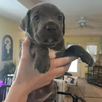 Cane, a male Cane Corso for sale in Gulf Shores, AL – Photo 2 of 2