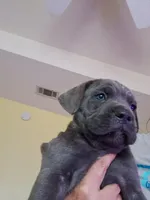 Candy, a female Cane Corso for sale in Gulf Shores, AL – Photo 2 of 2