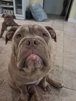 Samson, a male Olde English Bulldogge for sale in Gulf Shores, AL – 2 of 2