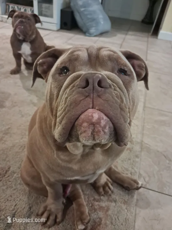 Samson – Olde English Bulldogge puppy for sale in Gulf Shores, AL