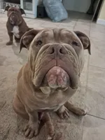 Samson, a male Olde English Bulldogge for sale in Gulf Shores, AL – 1 of 2