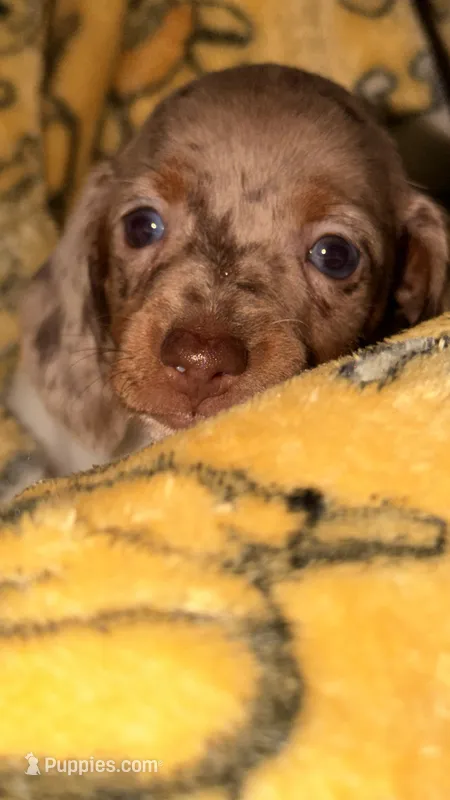 Hunny’s boy #1  – Miniature Dachshund puppy for sale in Pittsburg, TX