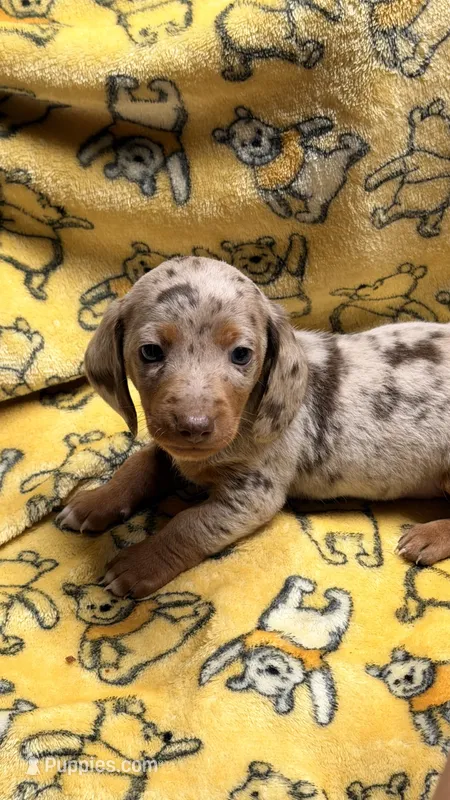 Hunny’s boy #2  – Miniature Dachshund puppy for sale in Pittsburg, TX