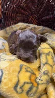 Lucy’s girl , a female Miniature Schnauzer for sale in Pittsburg, TX – 4 of 9