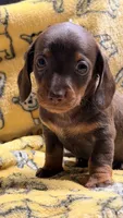 Hunny’s girl , a female Miniature Dachshund for sale in Pittsburg, TX – 7 of 8
