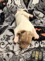 Hunny’s boy #1 , a male Miniature Dachshund for sale in Pittsburg, TX – 3 of 6