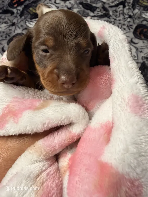 Hunny’s girl  – Miniature Dachshund puppy for sale in Pittsburg, TX