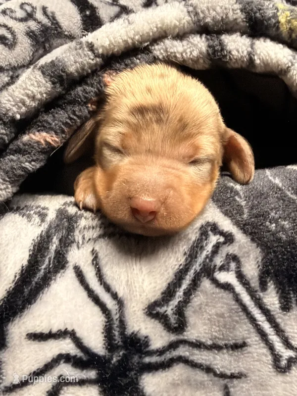 Hunny’s boy #2  – Miniature Dachshund puppy for sale in Pittsburg, TX