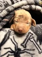 Hunny’s boy #2 , a male Miniature Dachshund for sale in Pittsburg, TX – 1 of 7