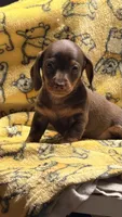 Hunny’s girl , a female Miniature Dachshund for sale in Pittsburg, TX – 8 of 8
