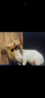 Hunny’s boy #2 , a male Miniature Dachshund for sale in Pittsburg, TX – 7 of 7