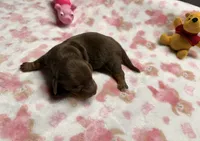 Hunny’s girl , a female Miniature Dachshund for sale in Pittsburg, TX – 4 of 8