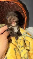 Lucy’s girl , a female Miniature Schnauzer for sale in Pittsburg, TX – 8 of 9