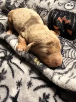Hunny’s boy #2 , a male Miniature Dachshund for sale in Pittsburg, TX – 4 of 7