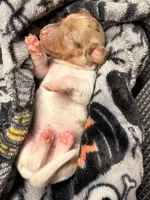 Hunny’s boy #1 , a male Miniature Dachshund for sale in Pittsburg, TX – 1 of 6