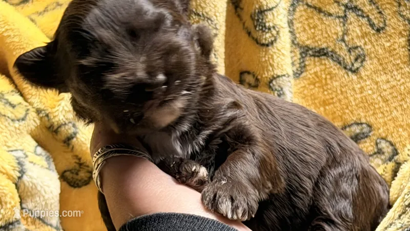 Lucy’s girl  – Miniature Schnauzer puppy for sale in Pittsburg, TX