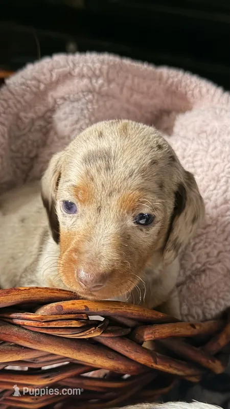 Hunny’s boy #2  – Miniature Dachshund puppy for sale in Pittsburg, TX