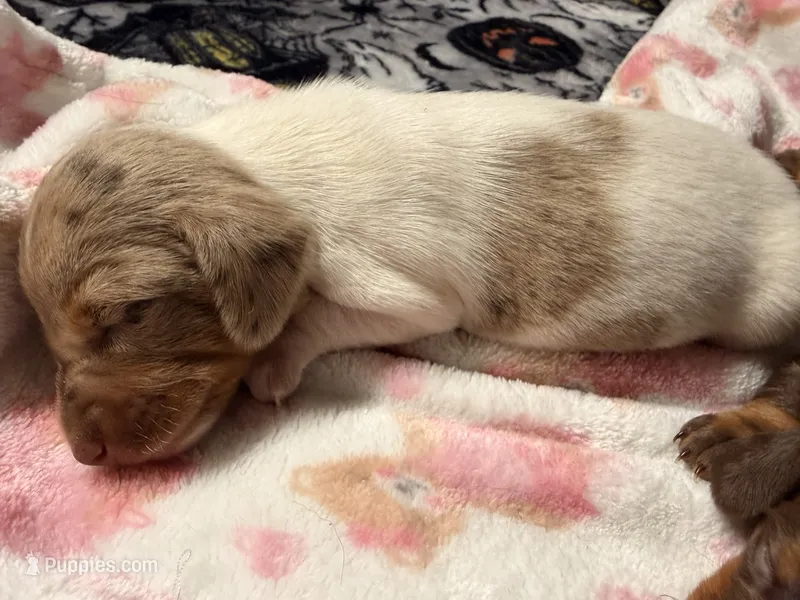 Hunny’s boy #1  – Miniature Dachshund puppy for sale in Pittsburg, TX