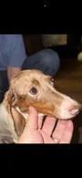 Hunny’s girl , a female Miniature Dachshund for sale in Pittsburg, TX – 8 of 8
