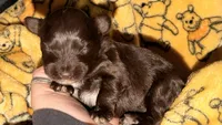 Lucy’s girl , a female Miniature Schnauzer for sale in Pittsburg, TX – 2 of 9