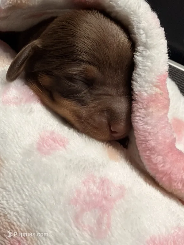 Hunny’s girl  – Miniature Dachshund puppy for sale in Pittsburg, TX