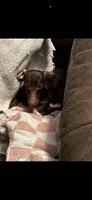 Hunny’s boy #1 , a male Miniature Dachshund for sale in Pittsburg, TX – 6 of 6