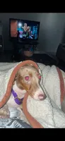 Hunny’s girl , a female Miniature Dachshund for sale in Pittsburg, TX – 7 of 8
