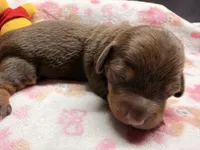 Hunny’s girl , a female Miniature Dachshund for sale in Pittsburg, TX – 5 of 8