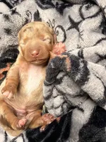 Hunny’s boy #2 , a male Miniature Dachshund for sale in Pittsburg, TX – 2 of 7