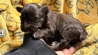 Lucy’s girl , a female Miniature Schnauzer for sale in Pittsburg, TX – 9 of 9