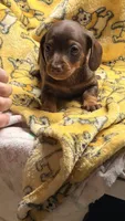 Hunny’s girl , a female Miniature Dachshund for sale in Pittsburg, TX – 4 of 8
