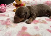 Hunny’s girl , a female Miniature Dachshund for sale in Pittsburg, TX – 3 of 8